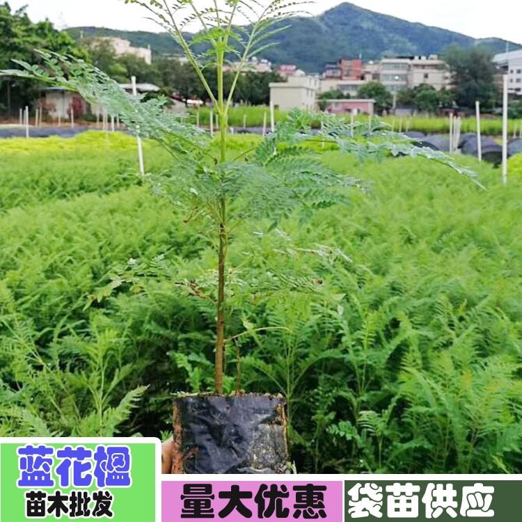 【藍花楹16公分價格】最新16公分藍花楹批發報價