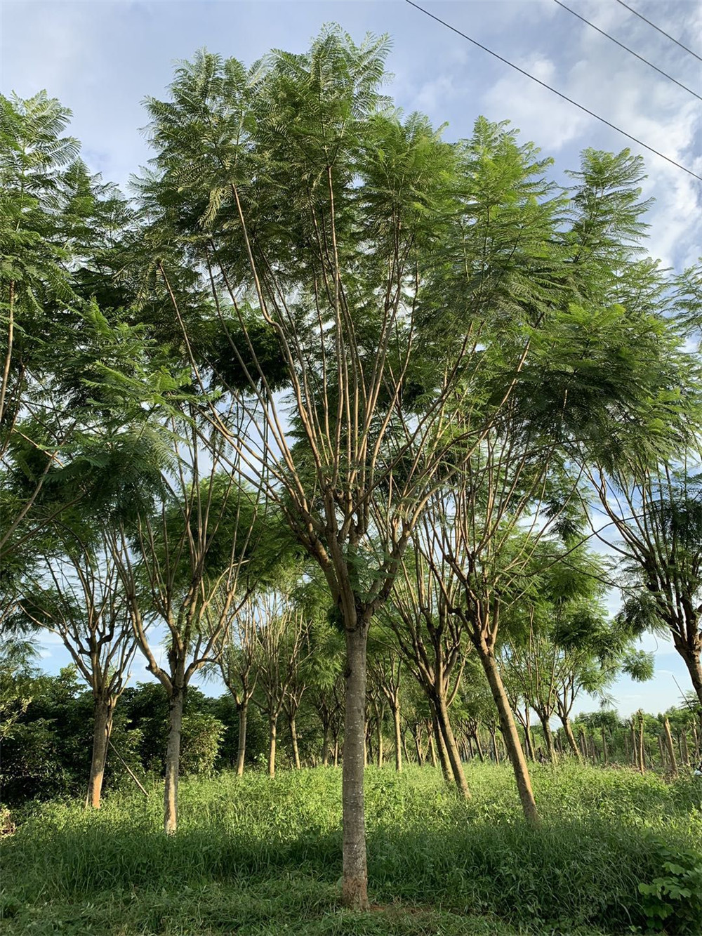 眉山藍花楹價格基地