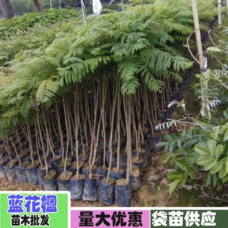 藍(lán)花楹小苗圖片