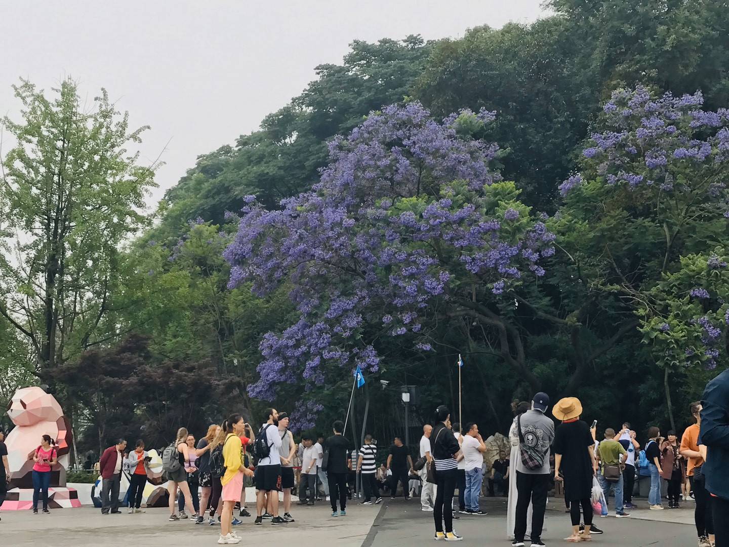 藍花楹樹葉子圖片大全